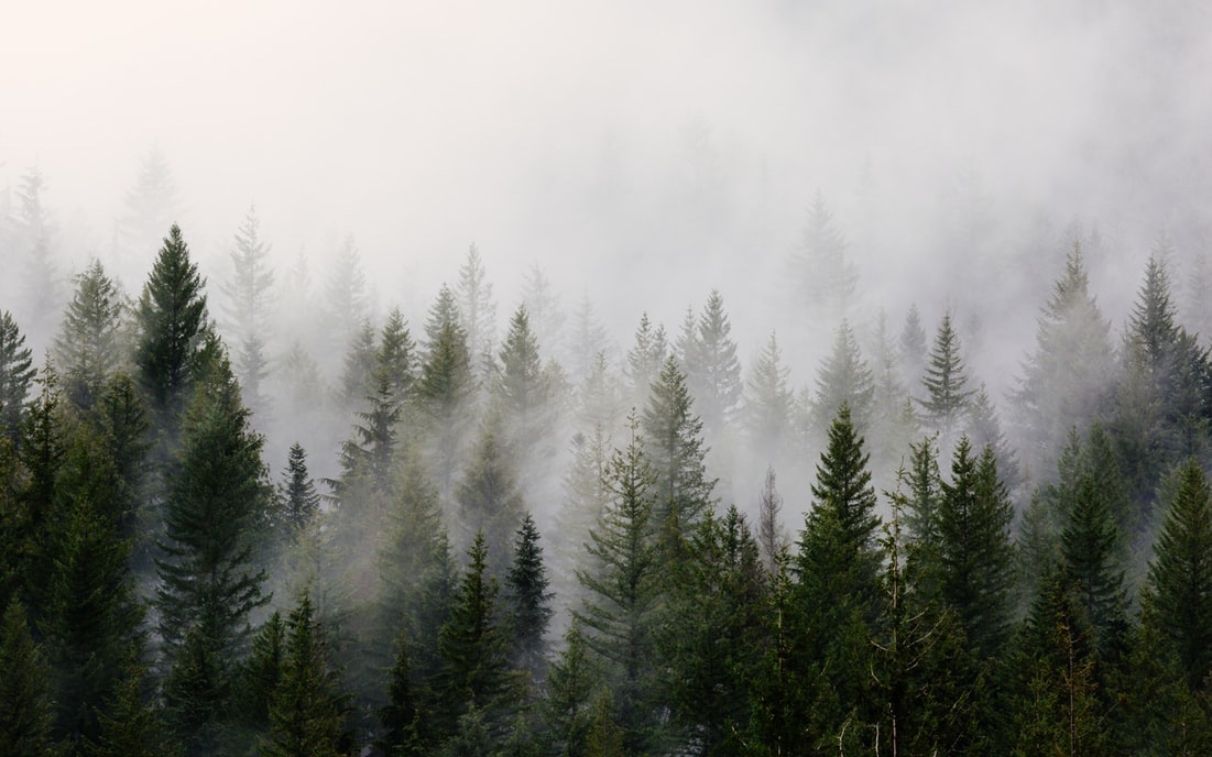 Fir Trees in Fog