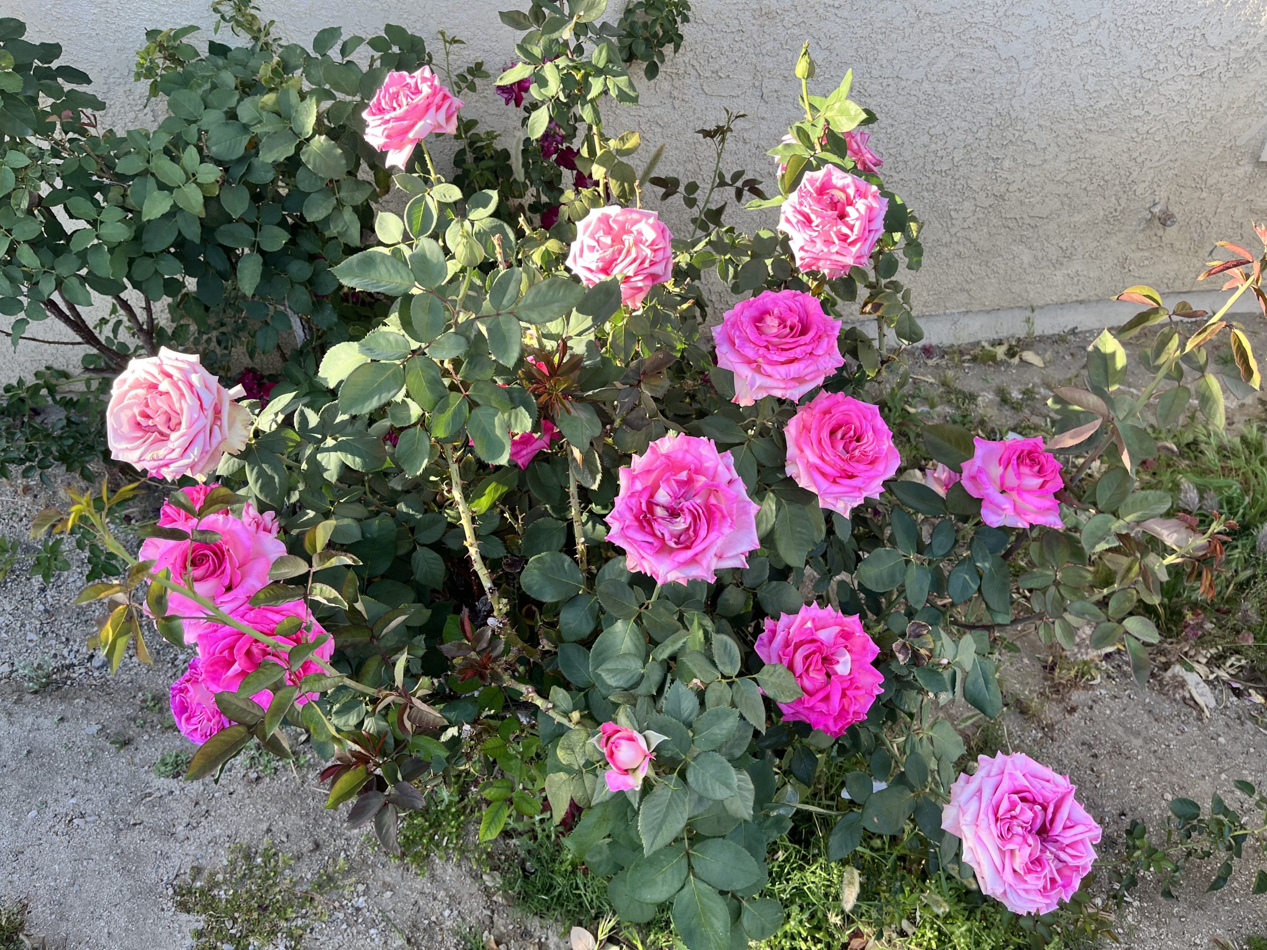Pink roses in the sun.